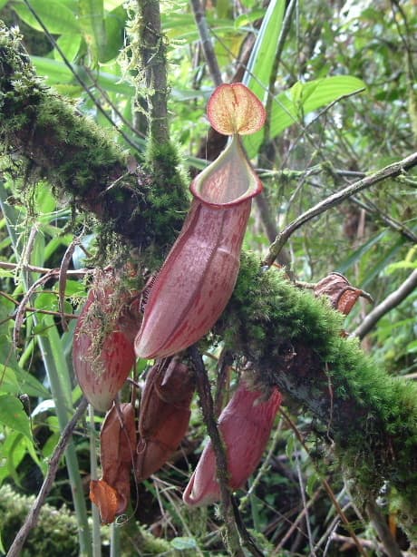 Nepenthes xiphioides