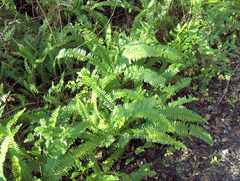 Nephrolepis exaltata