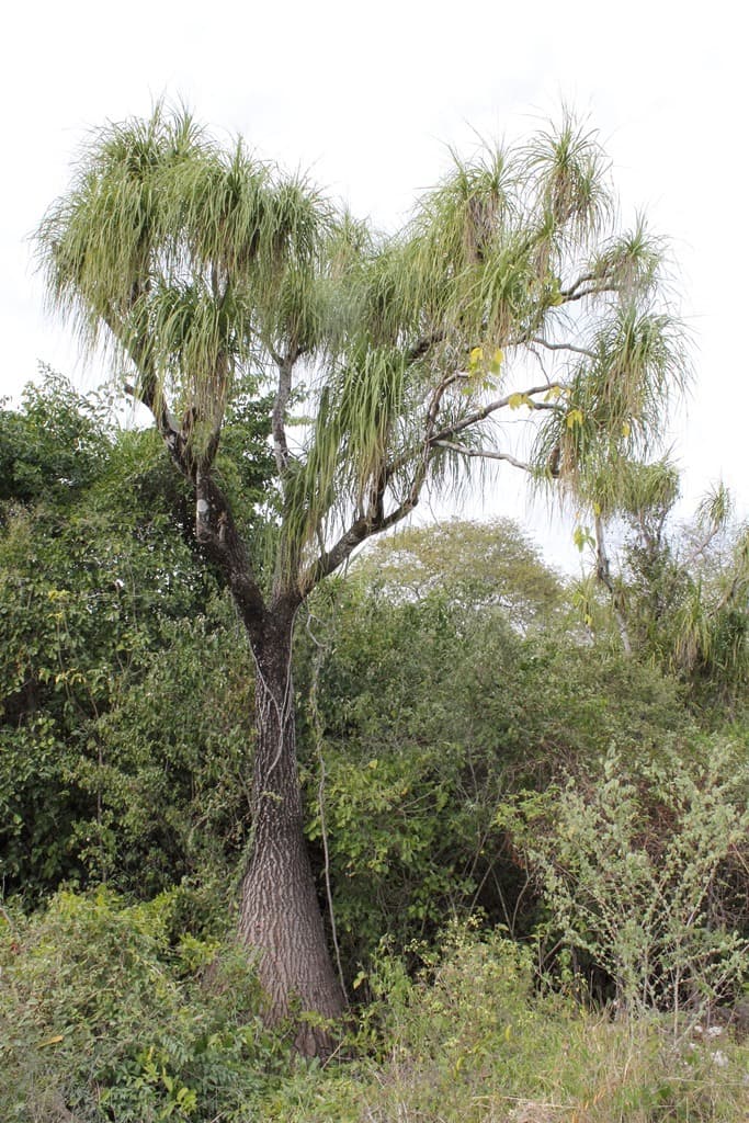 Nolina recurvata