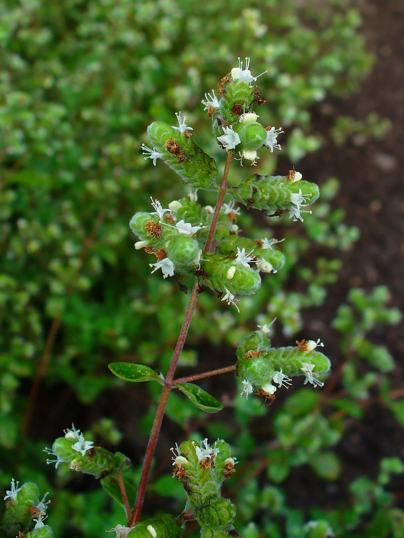 Origanum majorana
