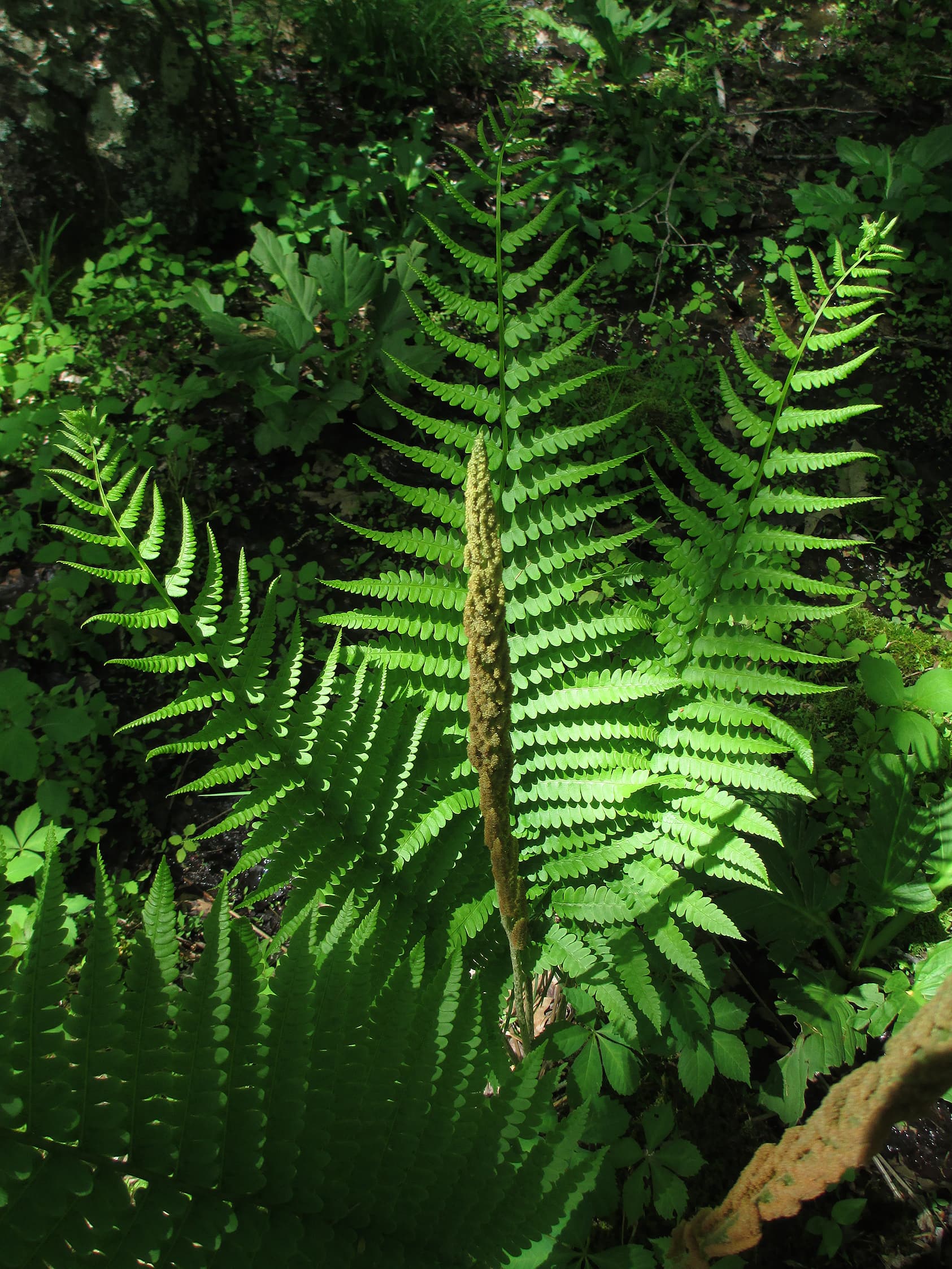 Osmundastrum cinnamomeum