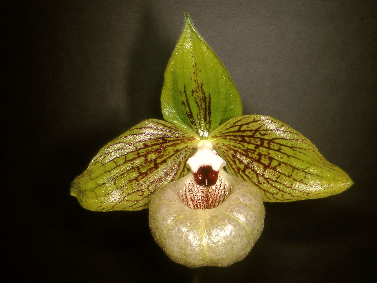 Paphiopedilum malipoense