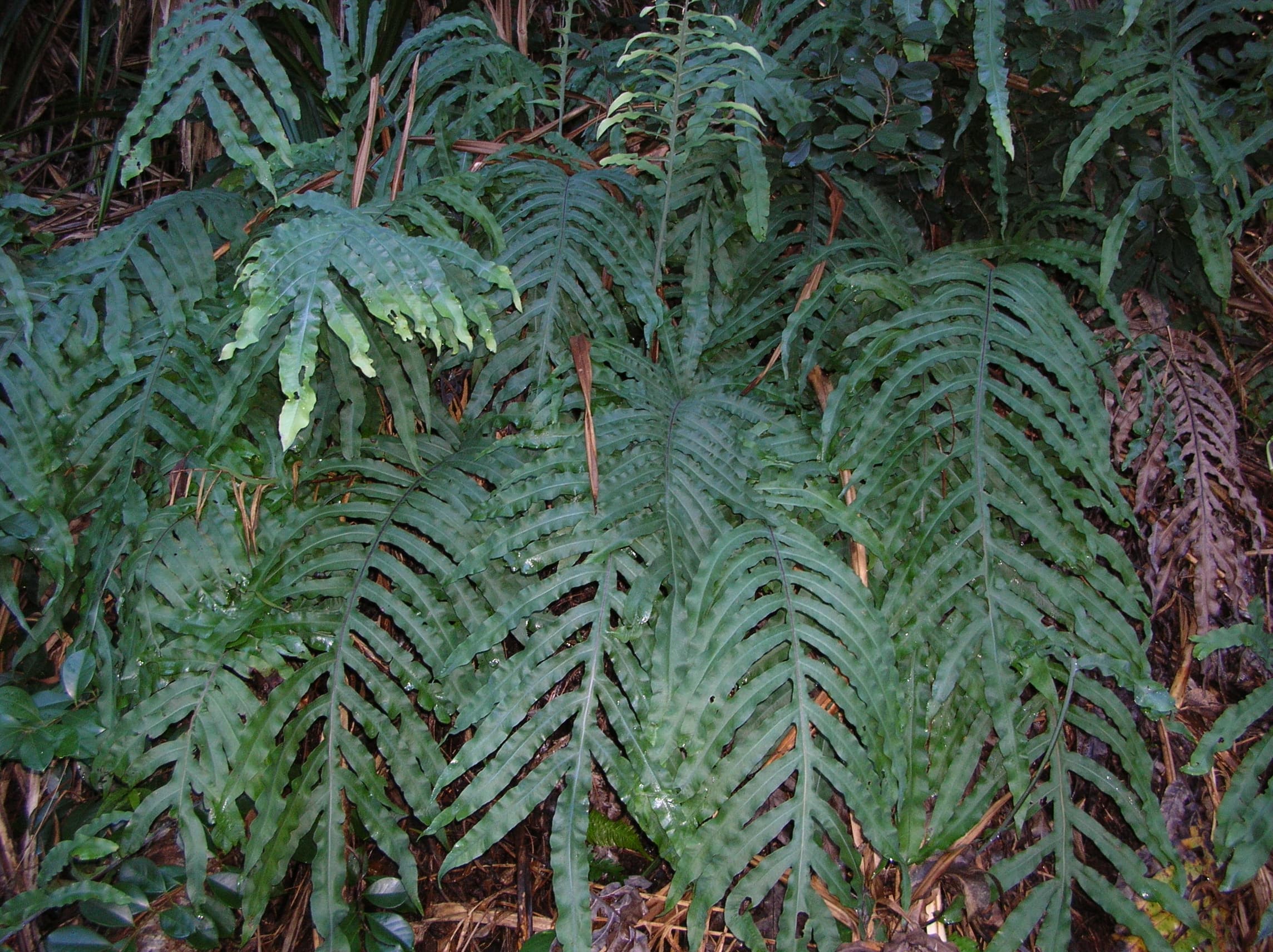 Phlebodium aureum