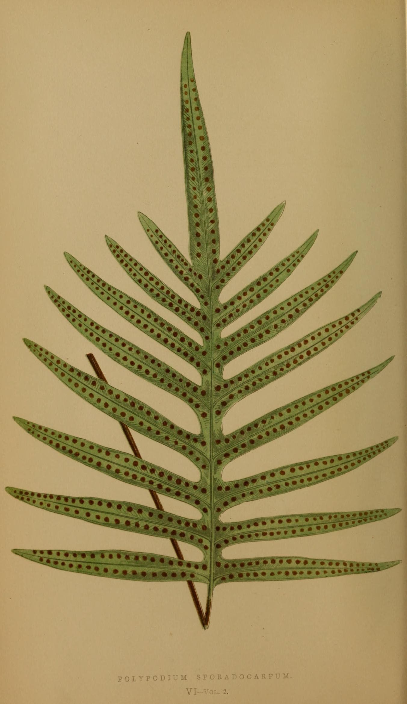 Phlebodium pseudoaureum
