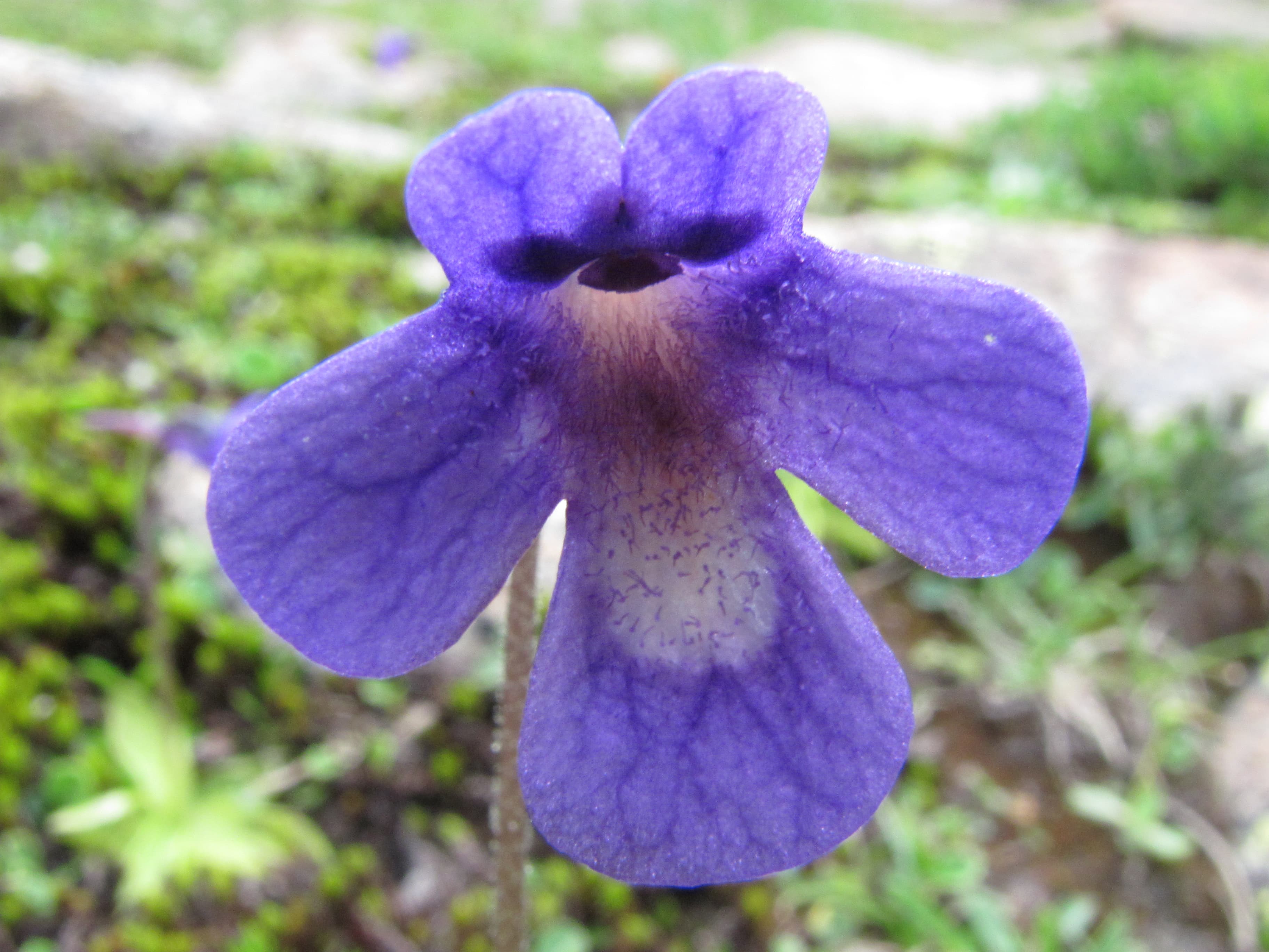 Pinguicula balcanica