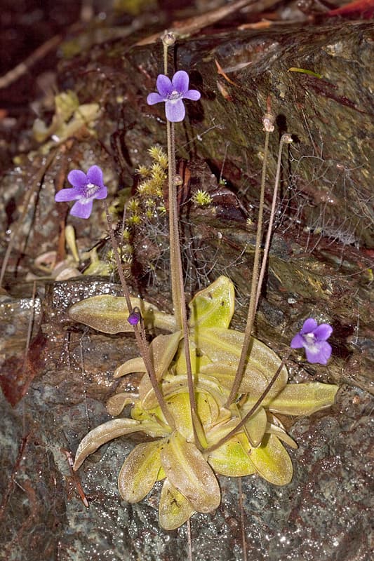 Pinguicula macroceras