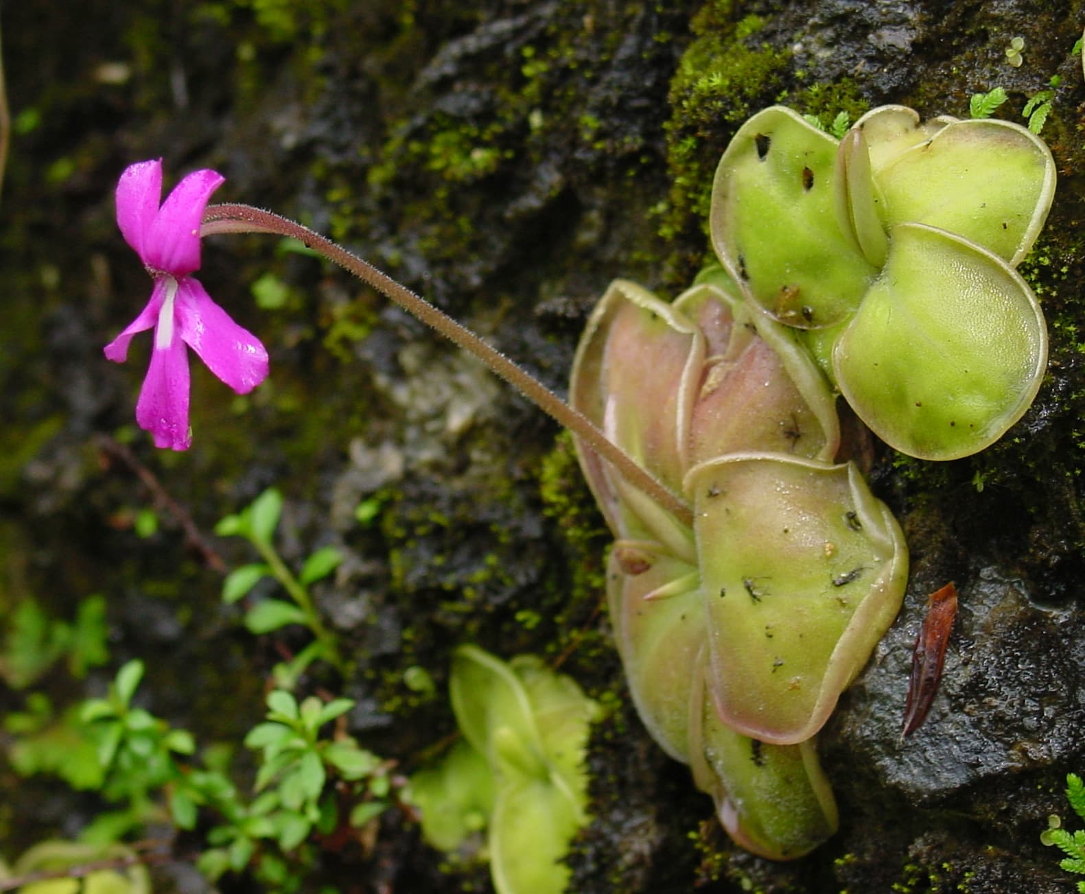 Pinguicula rectifolia