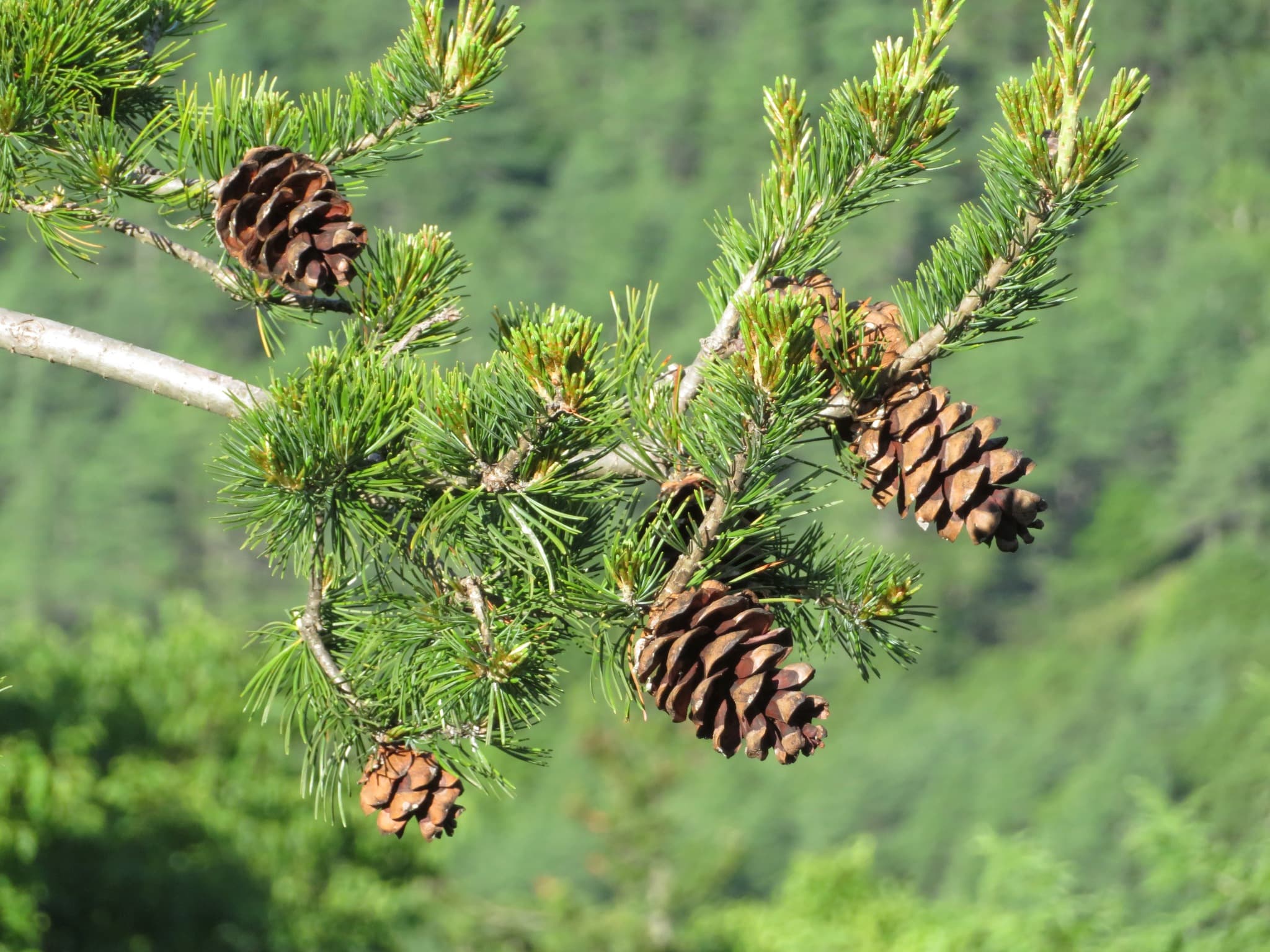 Pinus parviflora