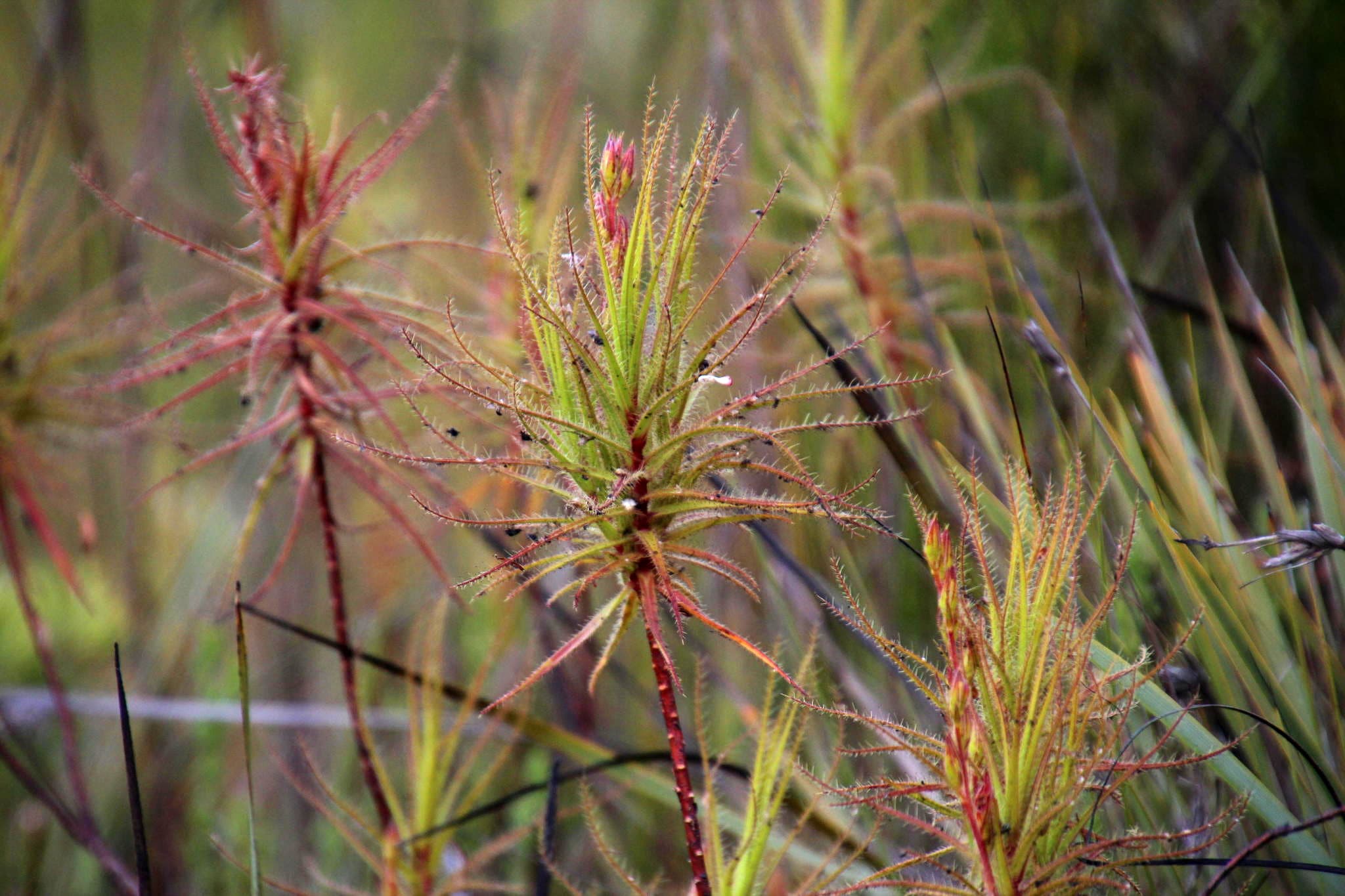 Roridula gorgonias