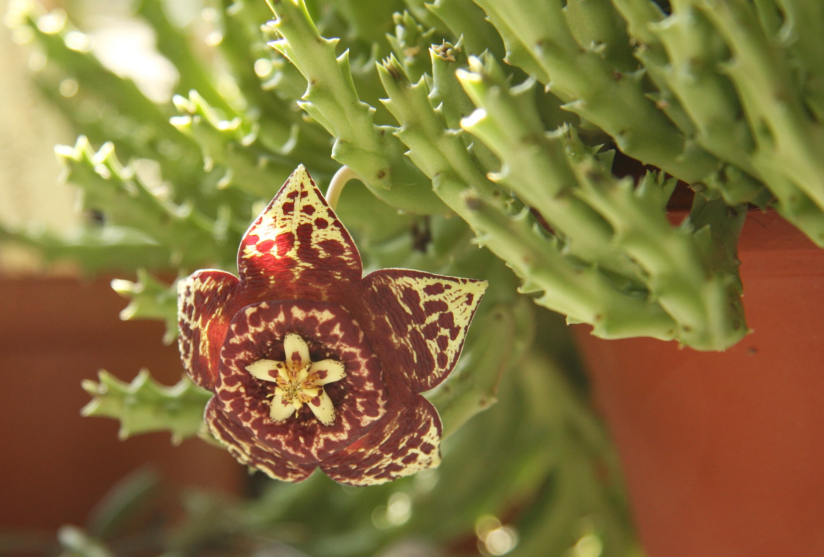 Stapelia variegata