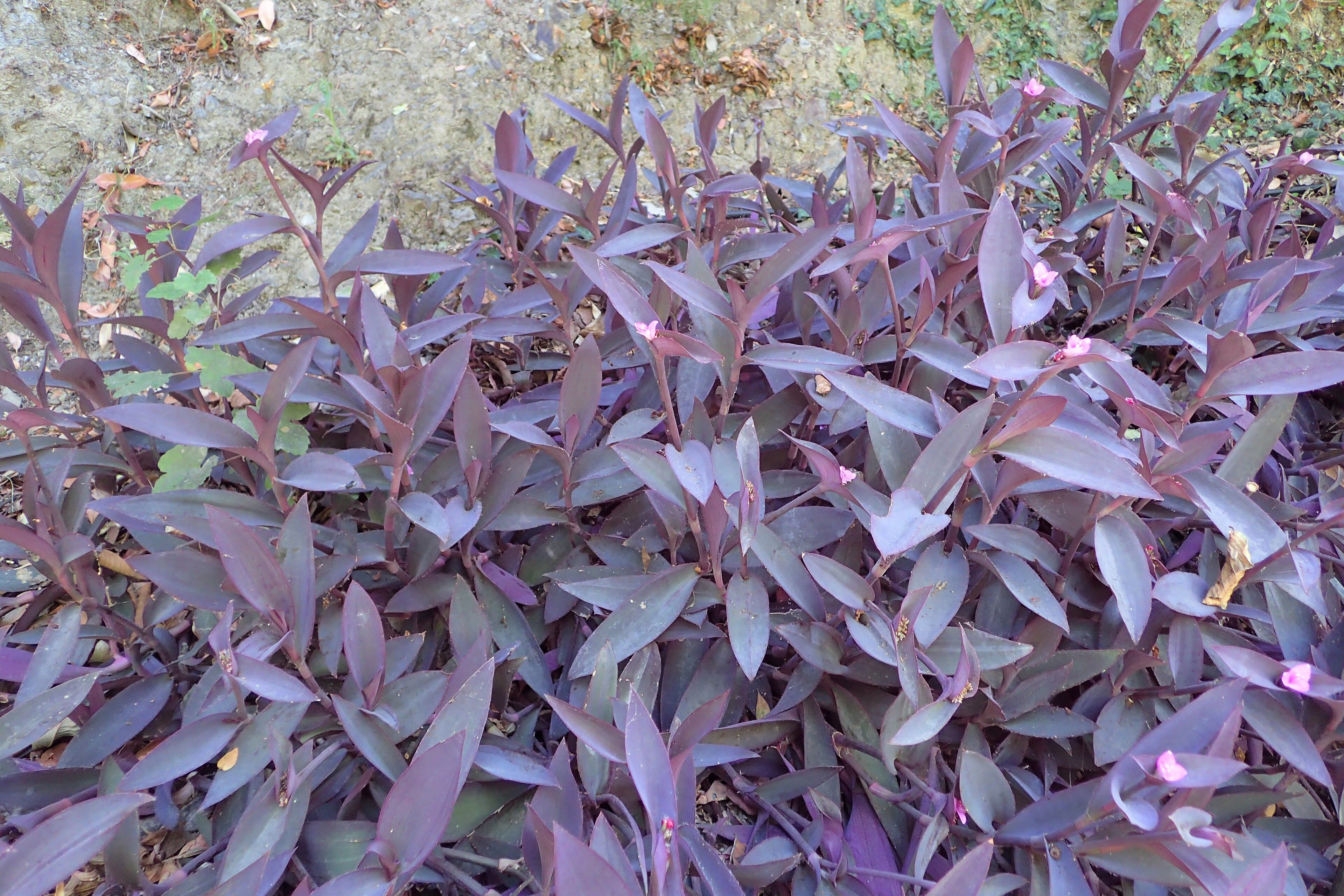 Tradescantia pallida