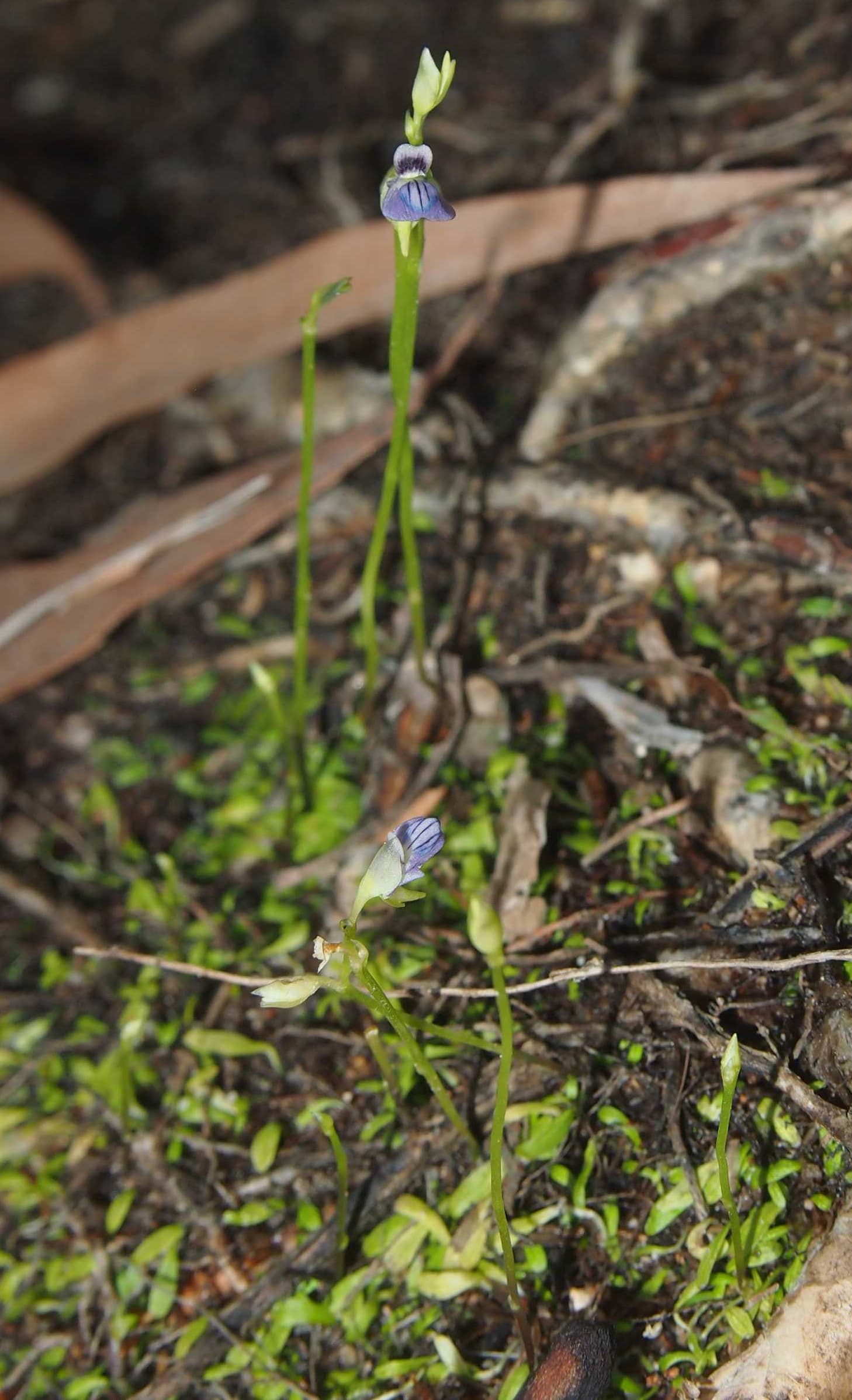 Utricularia caerulea