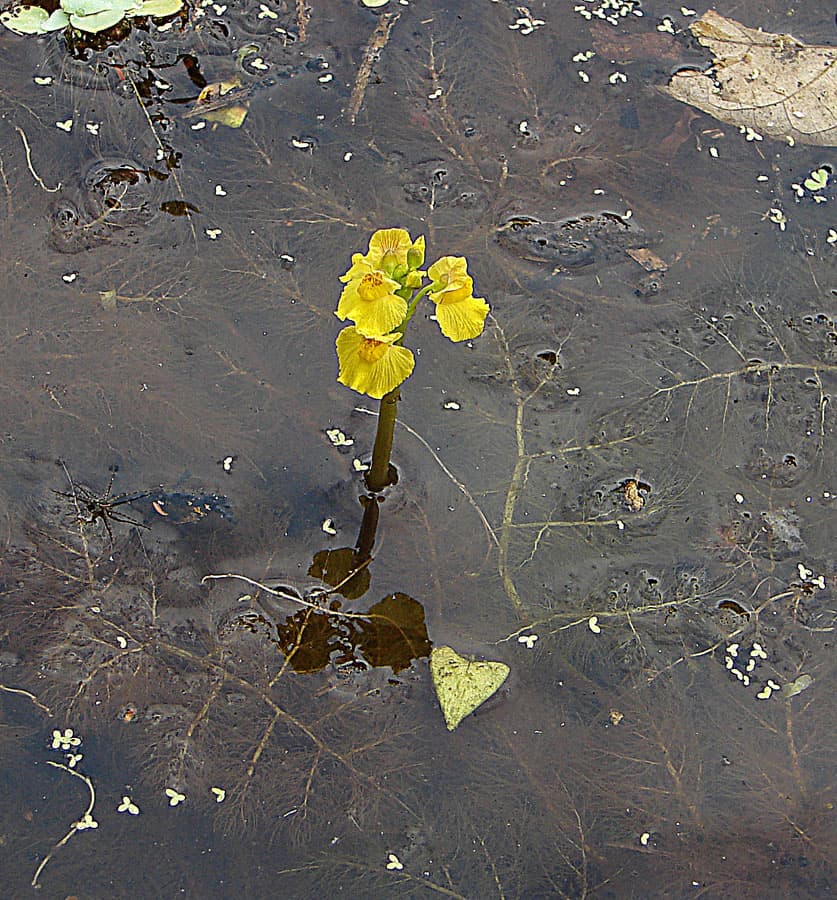 Utricularia foliosa