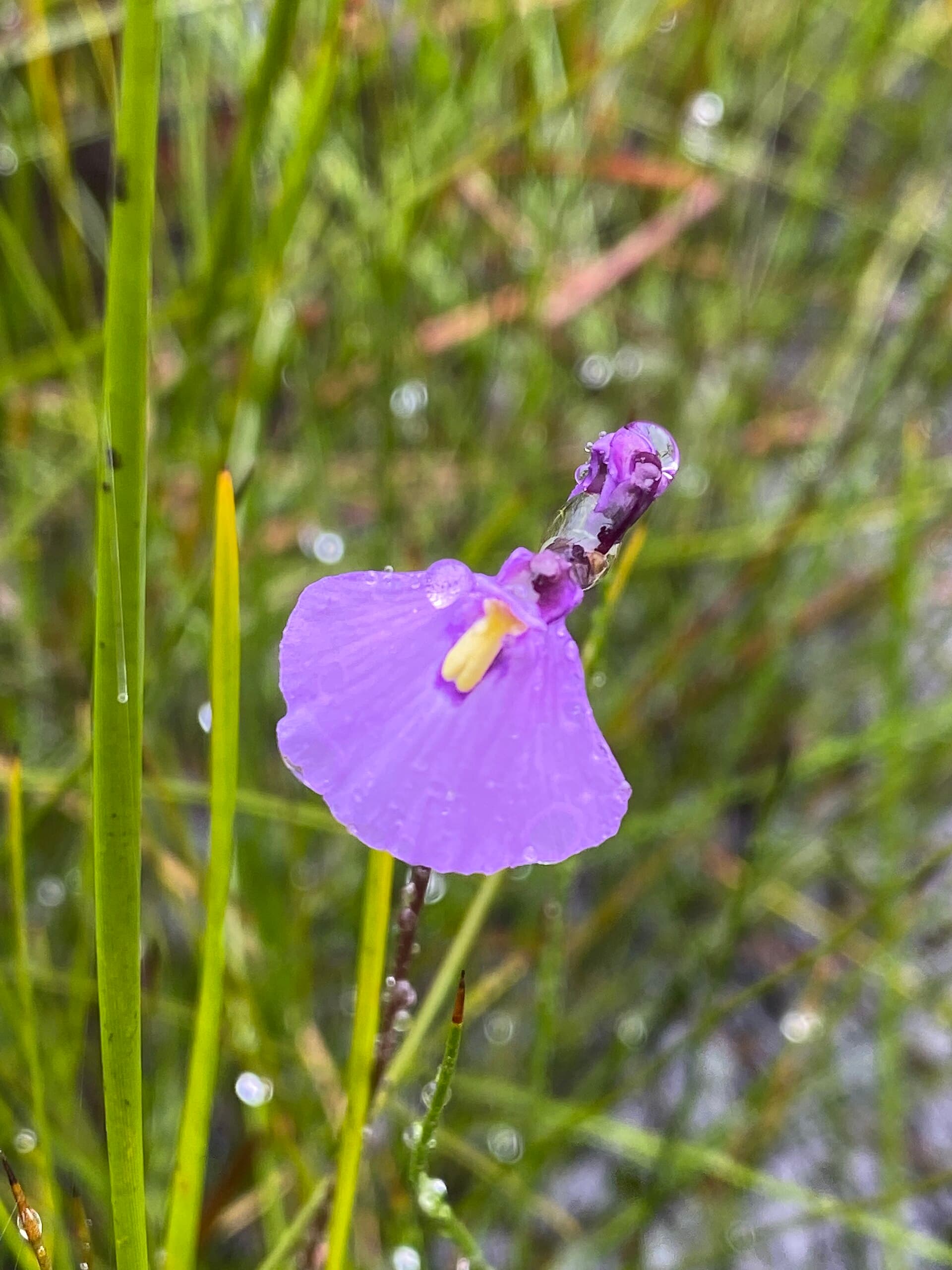 Utricularia monanthos