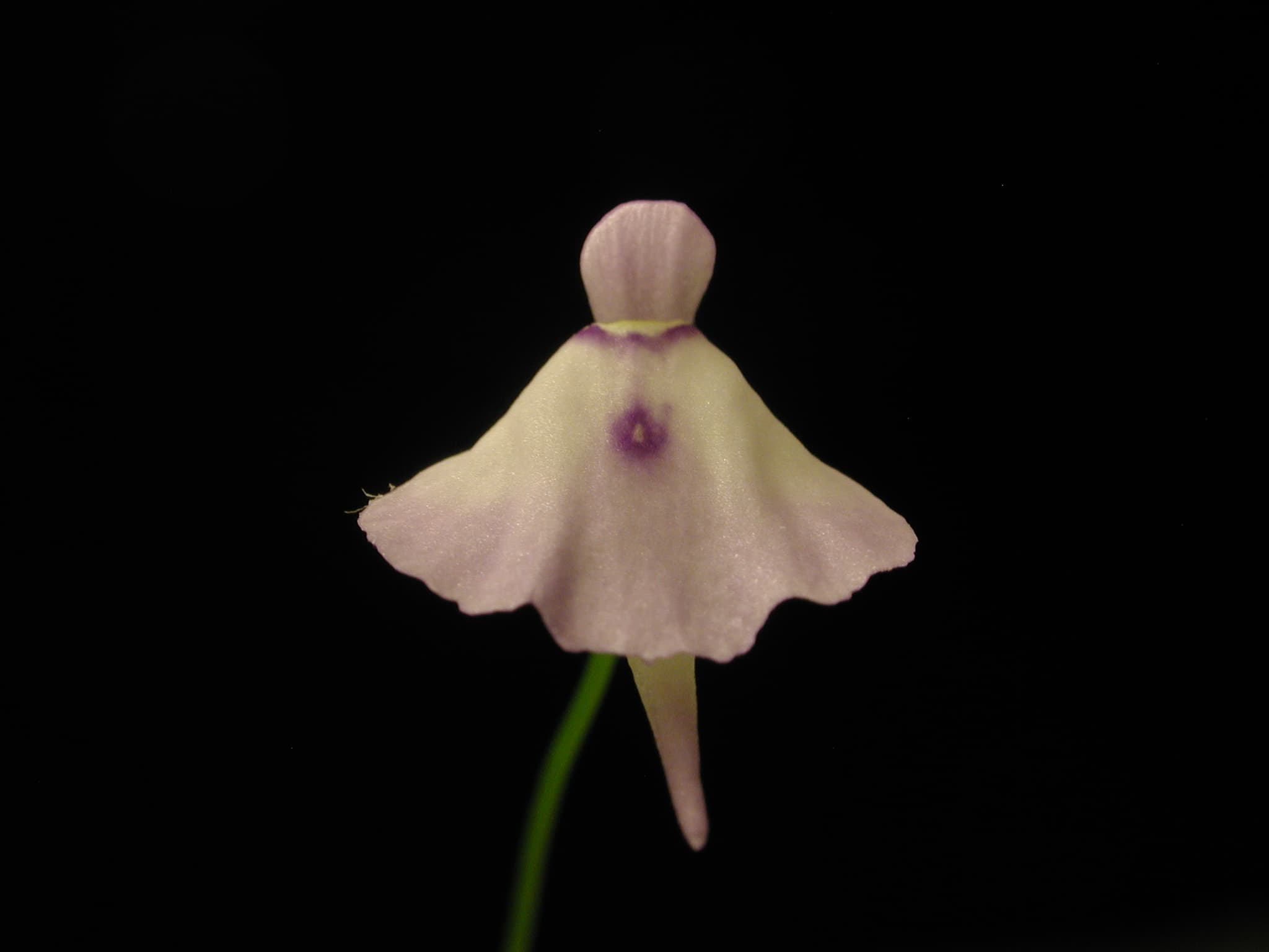 Utricularia pubescens