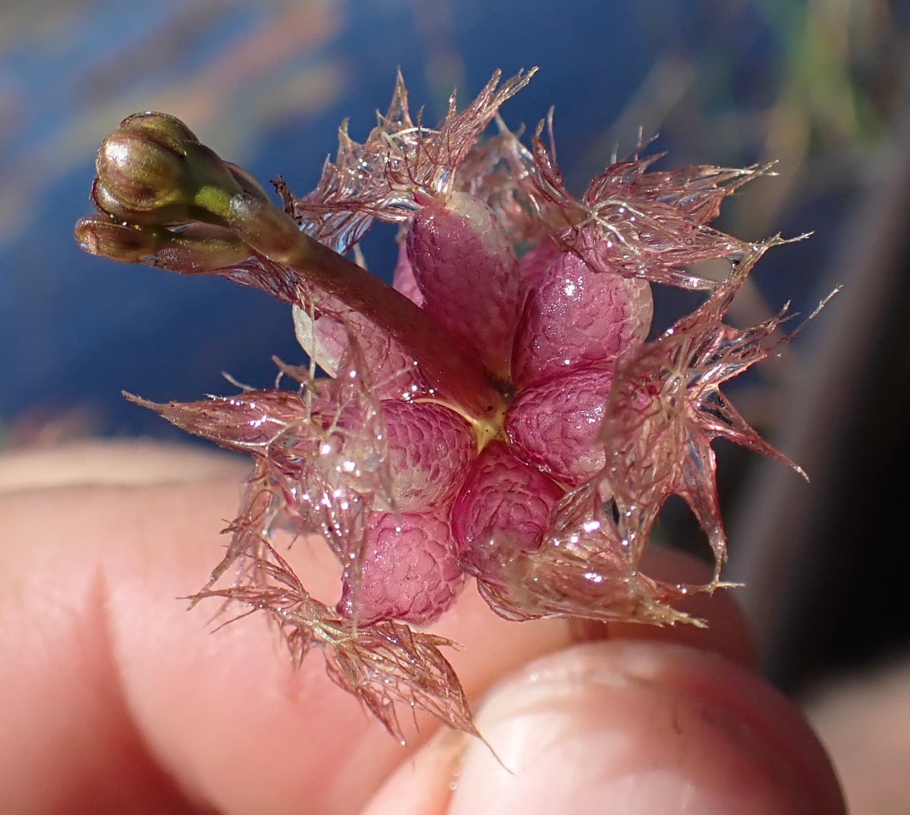 Utricularia stellaris