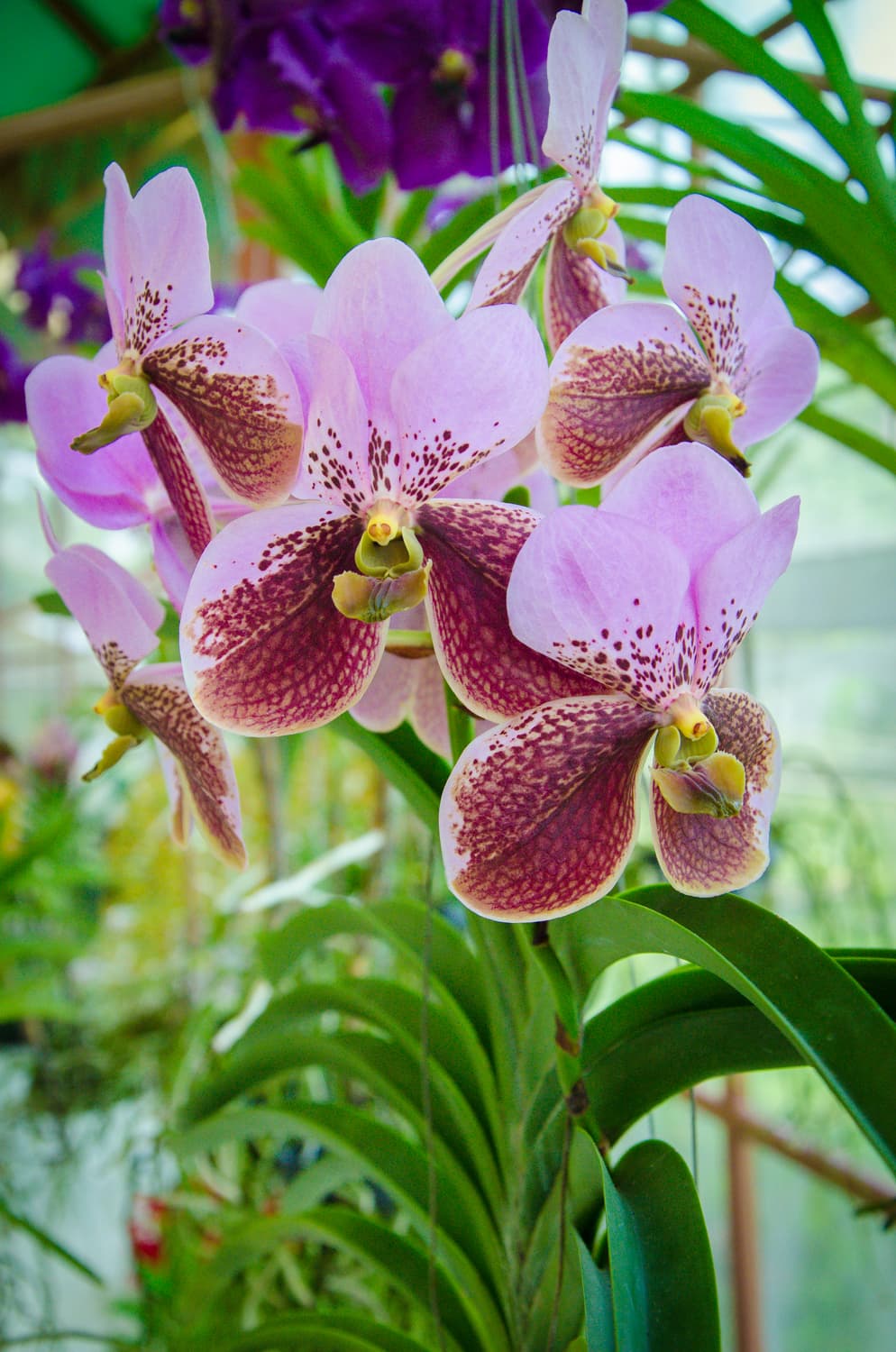 Vanda sanderiana