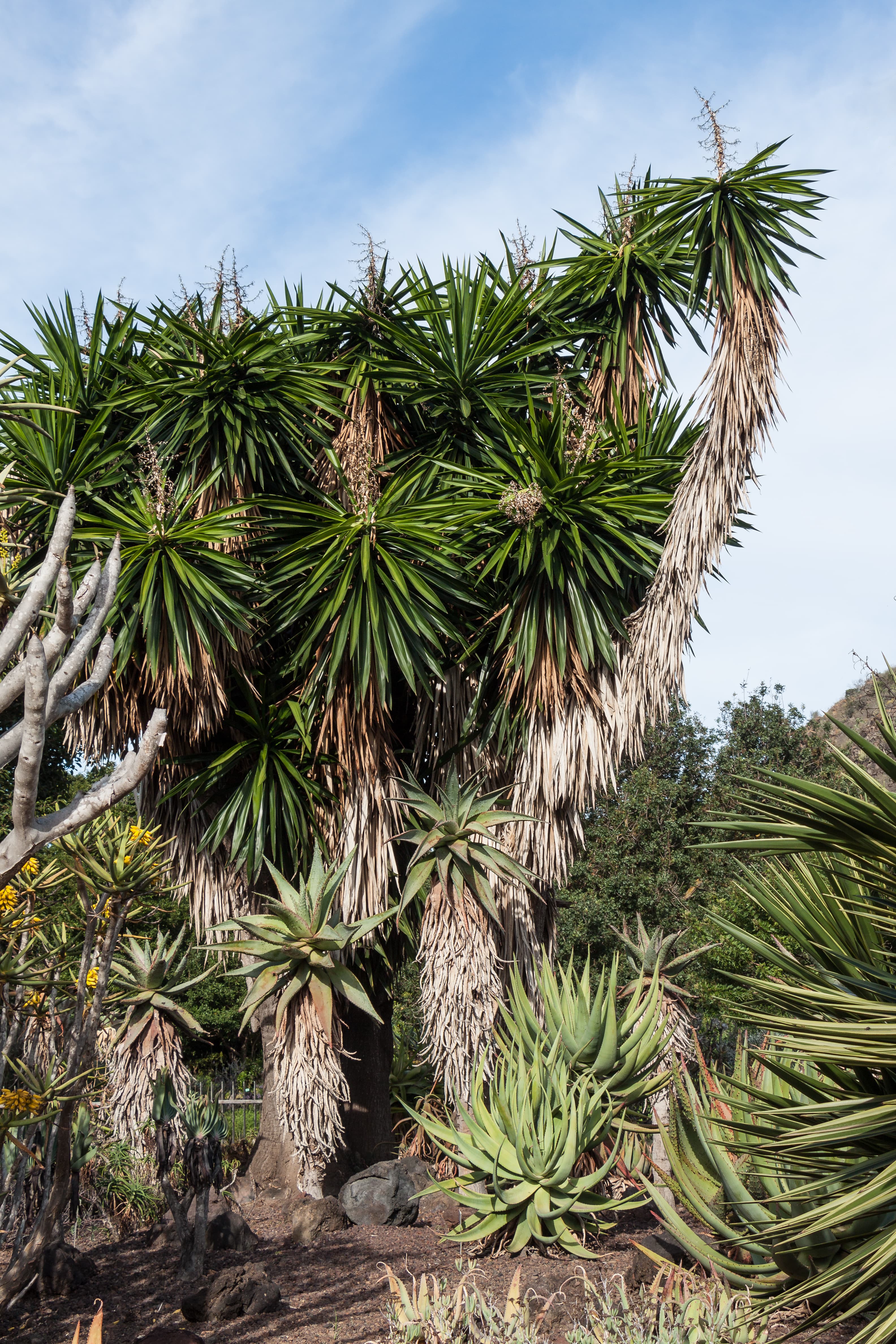Yucca elephantipes