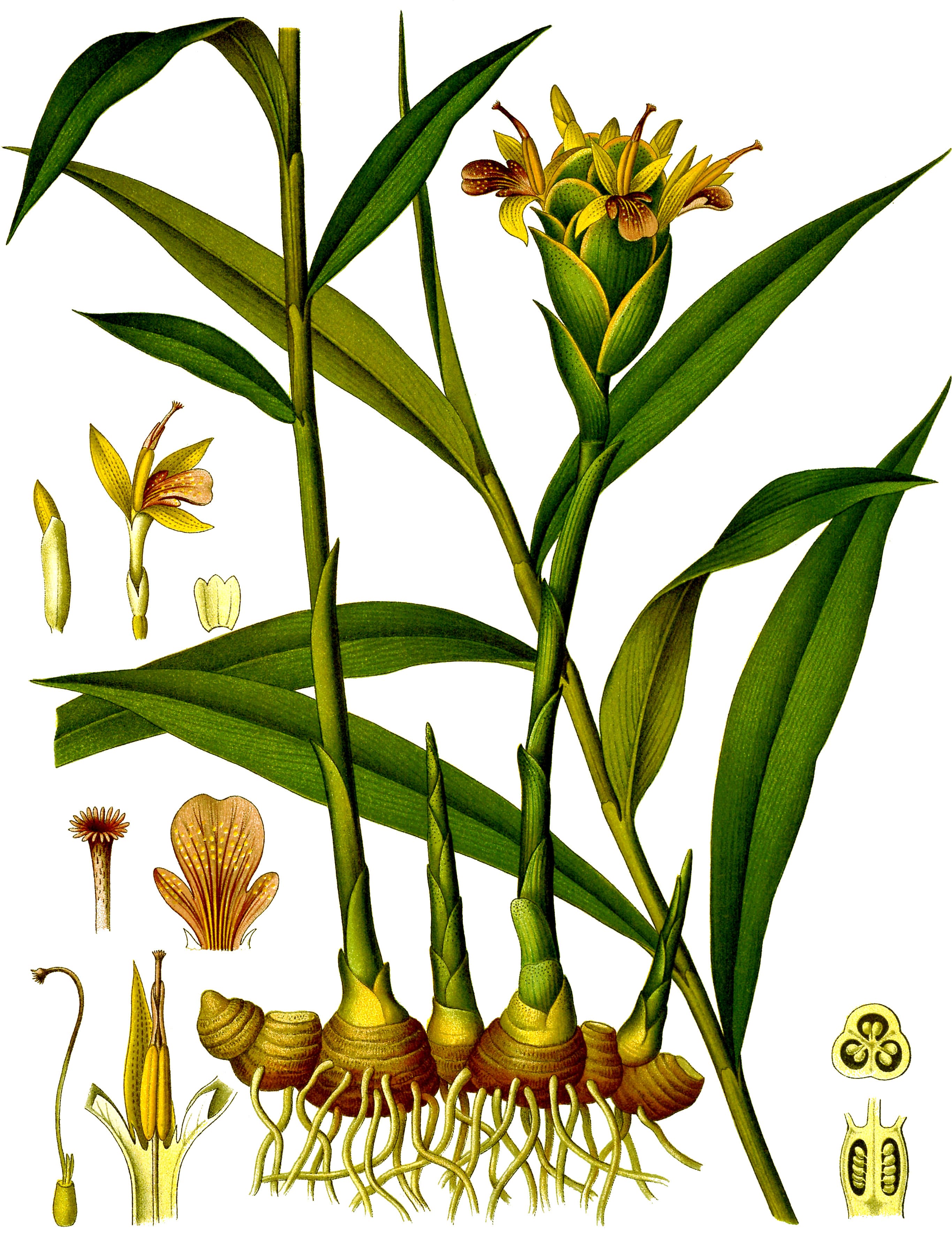 Zingiber officinale