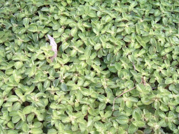 Pilea nummulariifolia