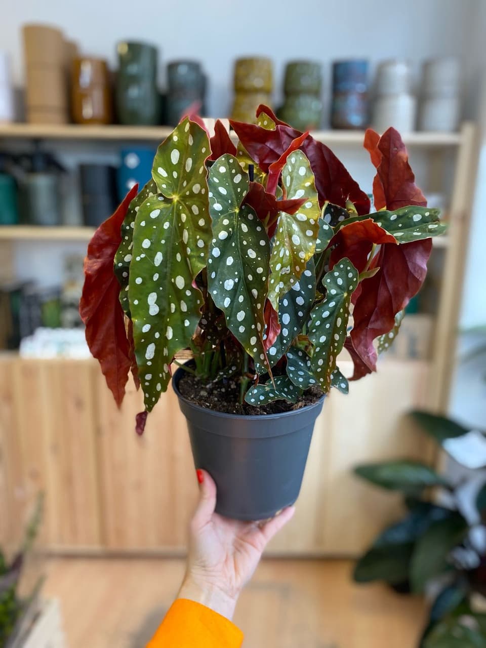 Begonia maculata