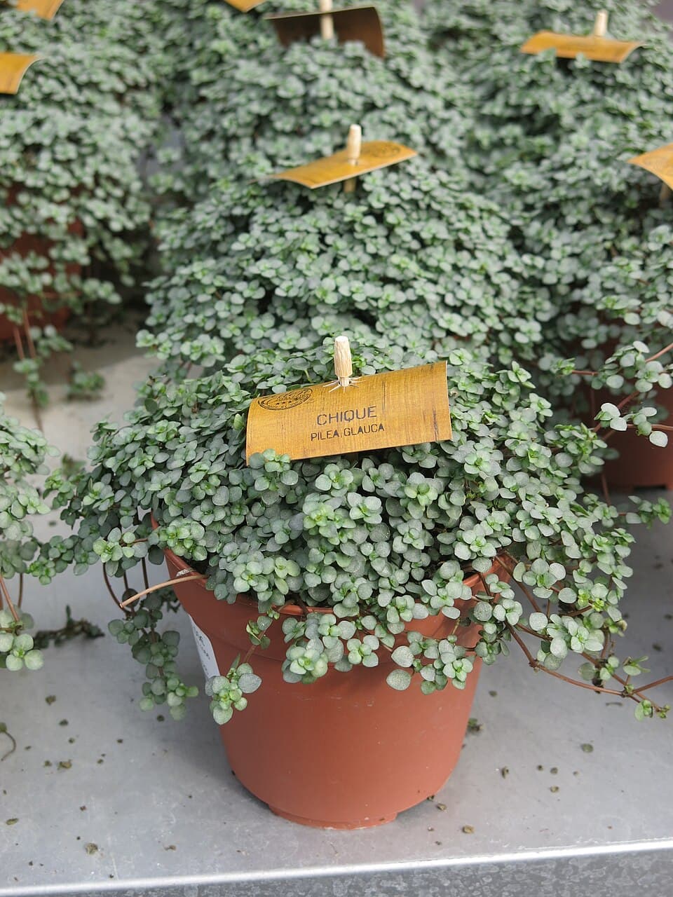 Pilea glauca